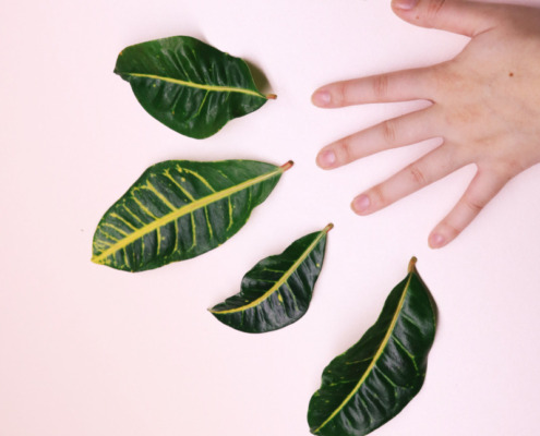 Human hand and five leaves on white surface